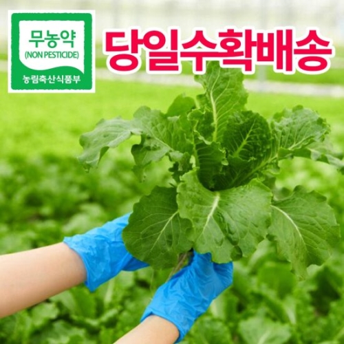 헤이달다 무농약 유러피안 샐러드 쌈채소 1kg (1개)_이미지
