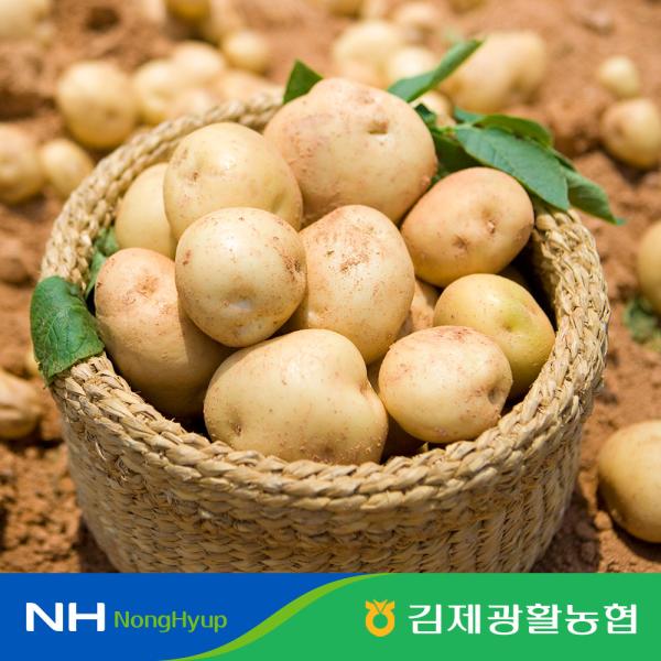 광활농협 2026 김제 하우스 햇 수미감자 5kg (1개)