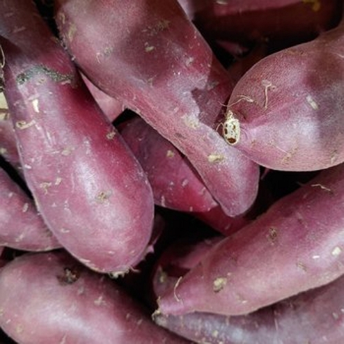 황금열매 전라남도 맛있는 꿀 밤 고구마 대 10kg