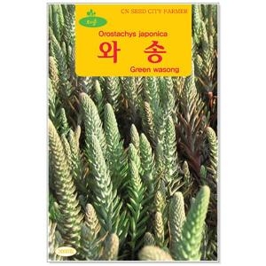 청농 청농 와송 씨앗 5000립_이미지