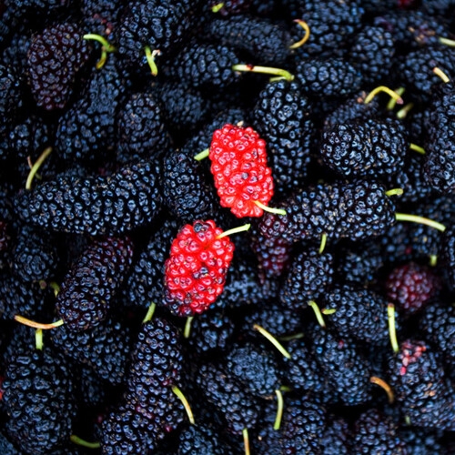 베리세상 고창 냉동 토종오디 5kg 벌크_이미지