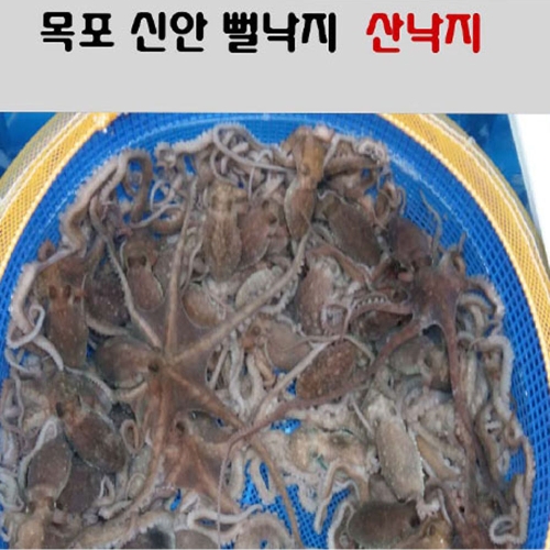 낙지산낙지 활낙지 세발낙지10마리 소 목포낙지