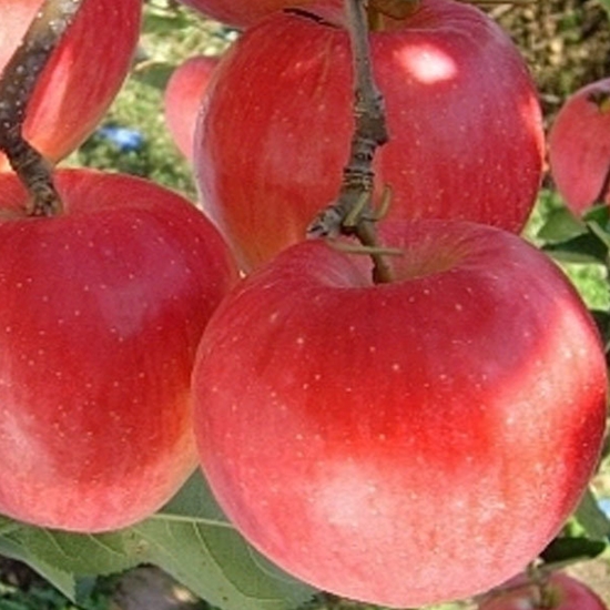 맛있는 가정용 상품 부사사과 60개(과)내외 10kg (1개)_이미지