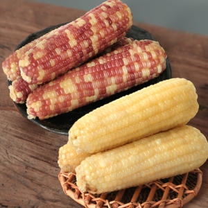 無첨가/최고의맛 햇 백찰 /햇 찰옥수수 얼룩이