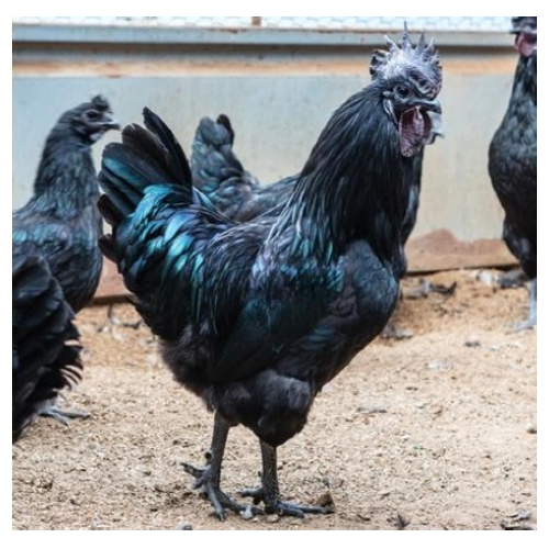 늘푸른농장 부화용 슈퍼 오골계 유정란 10구