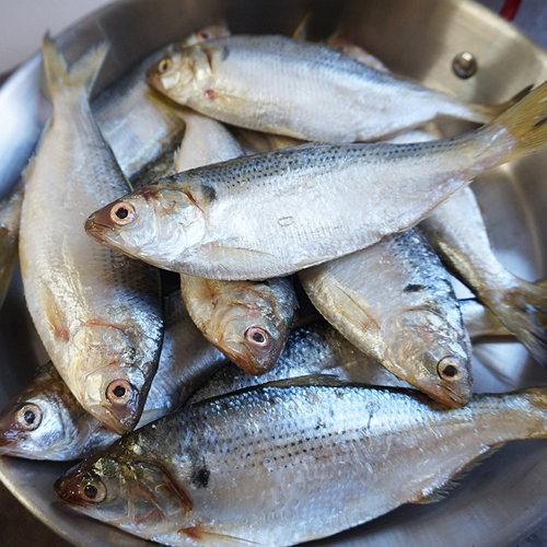 더싱싱 국내산 급냉 전어 9~18개(미) 1kg (1개)