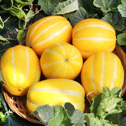 [불명] 지안농산 성주농부 산지직송 참외 랜덤과 10kg_이미지