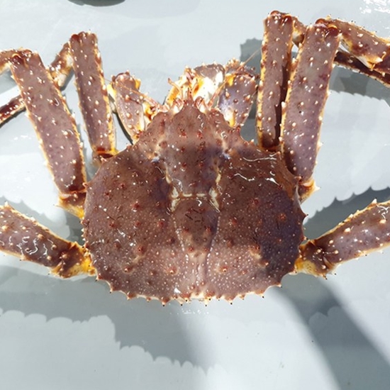 ���þ� ���� ŷũ�� 3.5kg