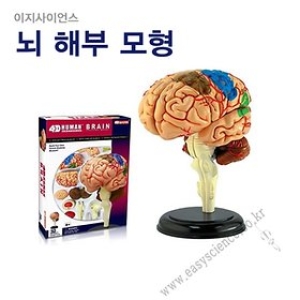  치아4D모형/이빨 해부 고급입체퍼즐/인체