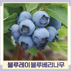 블루베리 듀크 7치화분 결실주 나무 묘목