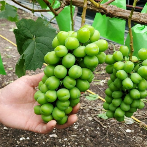 향수옥천 임군재님의 달콤한 샤인머스켓 2kg