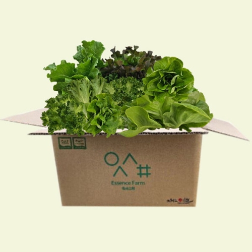  사그담 산지직송 유러피안 샐러드 야채 1kg 로메인 상추 버터헤드 모듬쌈 쌈채소