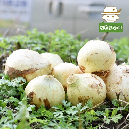 삼촌농장 전남 무안 햇 양파 중 3kg이미지입니다. 누르면 해당 게시물로 새창이동합니다.