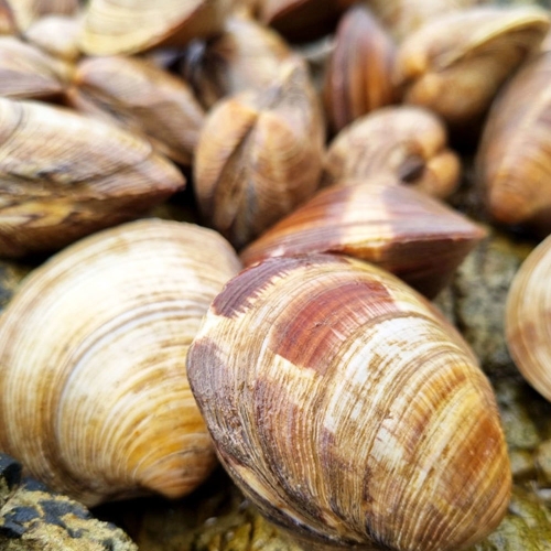 덕이네수산 제철 백상합 백합 조개 대 2kg