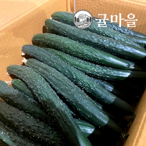 귤마을 가정용 가시오이 2kg