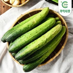 가락시장 백오이 1개