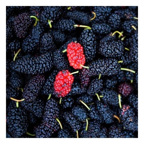 베리세상 고창 냉동 오디 4kg 특품_이미지