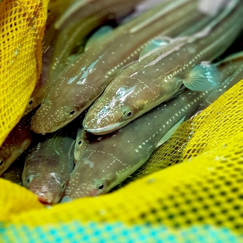 한창수산 100%자연산 바다장어 대 특대1kg/ 평일 주문시 특대1kg 1개_이미지