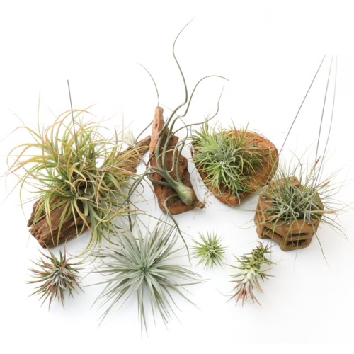 갑조네 이오난사 소 중 대 테라리움 틸란드시아 공기정화식물 먼지제거 이오난사_ 소