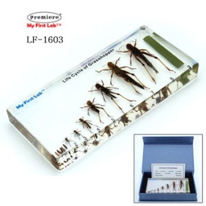 LF-1603 성장표본메뚜기