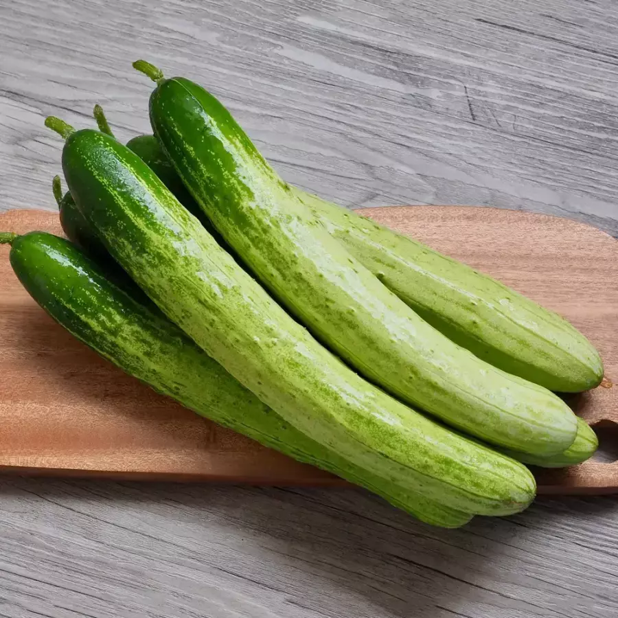 아삭하고 맛있는 백다다기 백오이 상 5kg