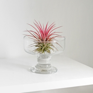 마이플랜트 먼지먹는 식물 틸란드시아 이오난사 중형