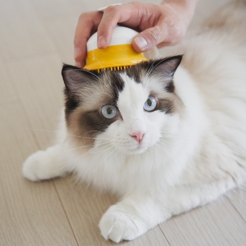 페스룸 힐링 브러시_이미지