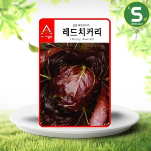 아시아종묘 치커리씨앗종자 레드치커리 1500립 적쌈이