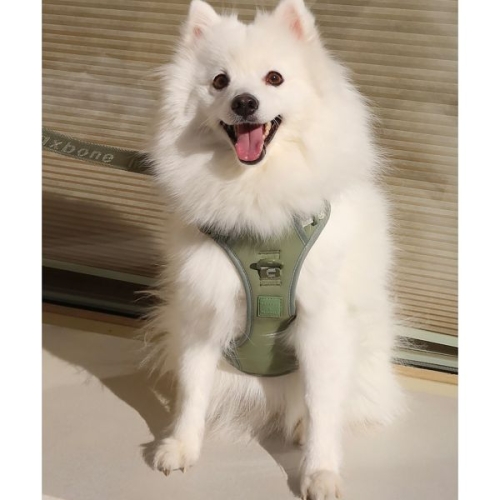 빈폴 ACCESSORY maxbone Easy Fit Harness Apple Green BE518ZM11K 228126