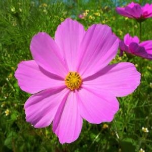 코스모스 씨앗1kg 야생화씨앗종자_이미지