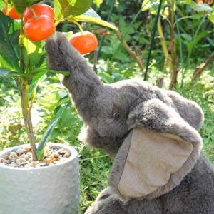 719038 아기 코끼리 인형 Small elephant TOUT AUTOUR DUMONDE