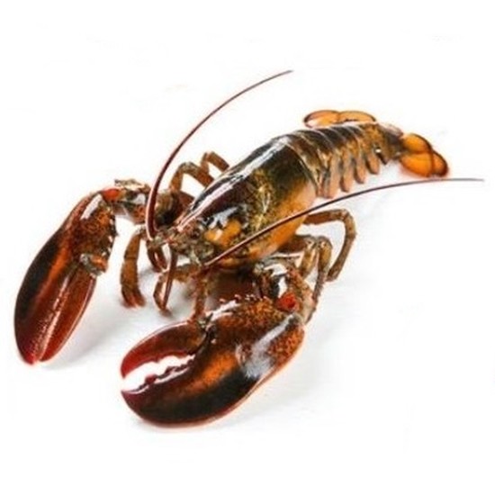 삼성수산 생물 랍스타 1kg (1개)