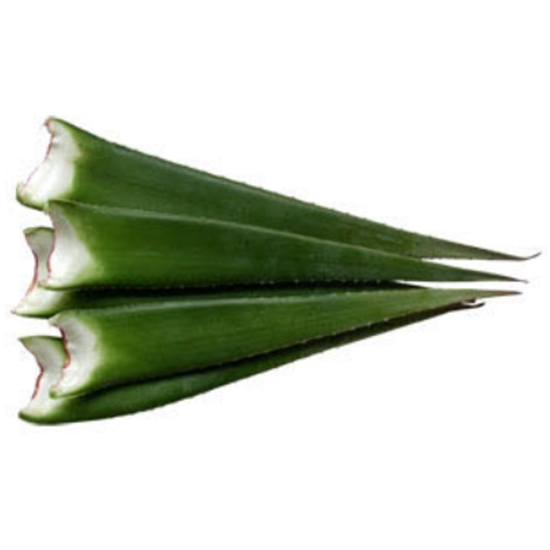 친환경 알로에 베라잎 5kg