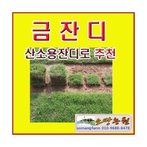 소망농원 소망 금잔디 1헤베/1mx1m/금잔디판매/1평용
