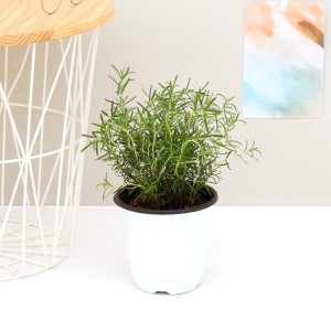 아침향기 공기정화식물 중대형화분 미세먼지제거