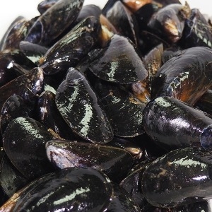 산지 직송 통영 생홍합
