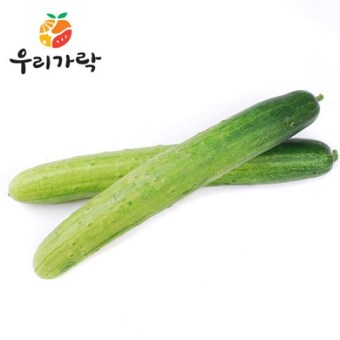 우리가락 오이지용 백<b>오이</b> 50개