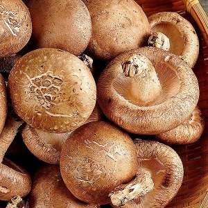 무농약 생 표고버섯 상품 2kg