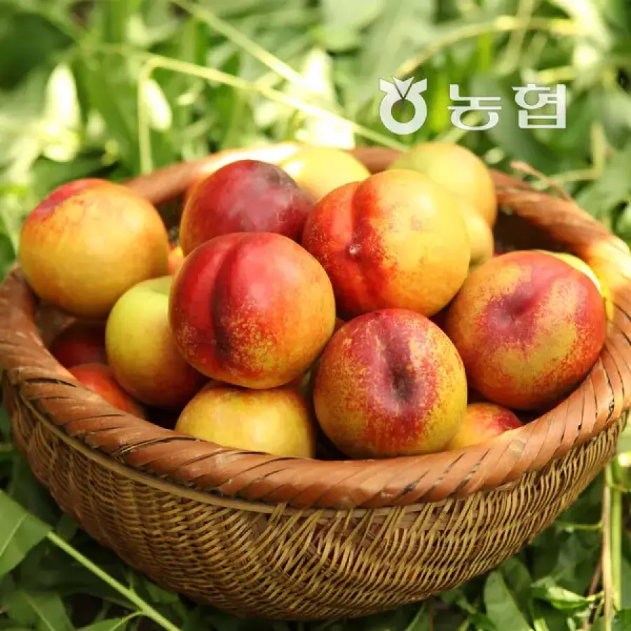 영천 천도복숭아 3kg