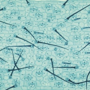 [불명] 닭의 장풀 달개비 프레파라트_이미지