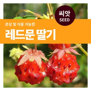 마이플랜트 레드문 딸기 씨앗 100립_이미지