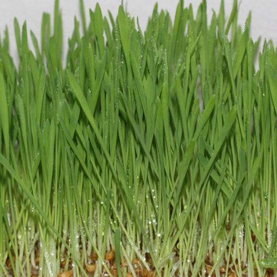 겉보리 새싹용 10kg