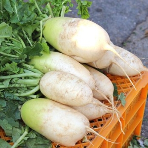 신선 김장무 특 3kg