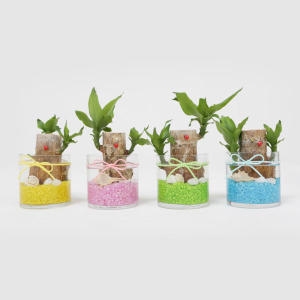 개운죽 푸딩병 10cm