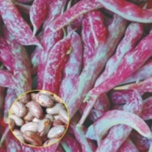 알티피아 얼룩 난쟁이 강남콩 채소 씨앗 씨 종자 품종 콩 30g