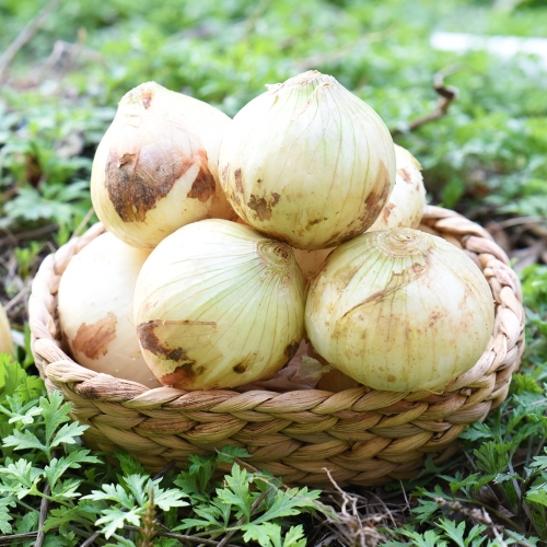 팔도농장 달큰한 무안 햇 양파 소 3kg 5kg 10kg