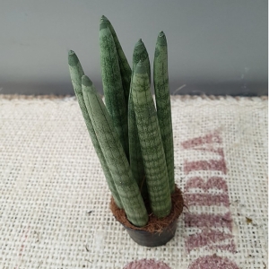 범근이농장 음이온이 많이나온 스투키