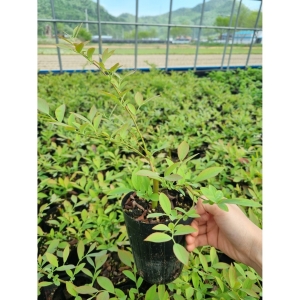 블루베리 묘목 삽목2년 포트묘