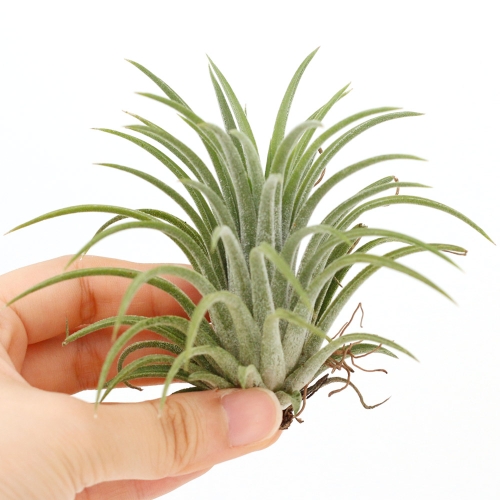 아침향기 이오난사 틸란드시아 중형 공중식물