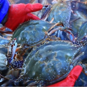 산지 연평도 제철 꽃게 1kg_이미지